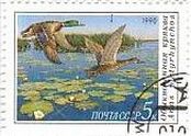 マガモ（真鴨、Anas platyrhynchos）　ソ連　1990年
