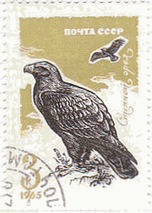 アフリカソウゲンワシ（Tawny Eagle、学名：Aquila rapax ）