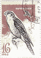 シロハヤブサ（白隼、gyrfalcon、学名：Falco rusticolus） 