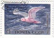 ロス海のカモメ（ソ連）　鳥類