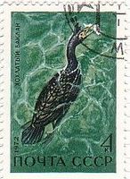 ベーリング海の鵜（cormorant、ソ連）