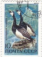 カオジロガン(barnacle goose、ソ連)　鳥類