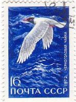ニシズグロカモメ(Mediterranean Gull)　鳥類