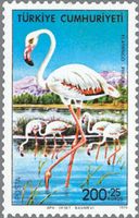 オオフラミンゴ（トルコ、1976年）