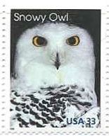 シロフクロウ（Snowy Owl 、米国）　猛禽類　鳥