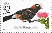 Crested Honeycreeper（ハワイ絶滅危惧種）