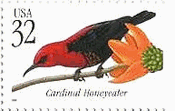 Cardinal Honeyeater（グアム）