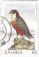 タイタハヤブサ（Taita Falcon、ザンビア）（学名：Falco fasciinucha）