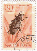 carrot beatle(Ligyrus gibbosus、ﾊﾝｶﾞﾘｰ、1954年)　昆虫