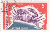 ガザミ(neptunus validus)