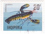 ザリガニ（Crayfish、アルバニア）
