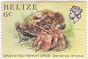 ヤドカリ（Star-eyed Hermit Crab 、belize）