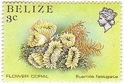 コーラル・フラワー（coral flower、Belize）　サンゴ