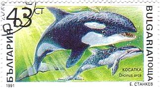 シャチ(ORCA、ブルガリア）