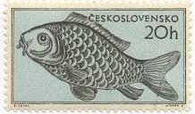 鯉（コイ、Carp、チェコスロバキア、1955年）