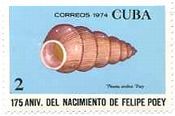 pineria terebra（キューバ、1974年）　貝　切手