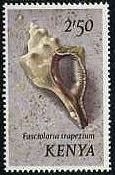 2.5sh：イモガイ科の一種（mediterranean tulip shell）　ケニアの貝