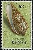 10sh：アラビアタガヤサンミナシ （subspecies of the Textile Cone）　ケニアの貝