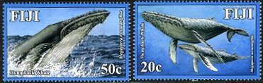 ザトウクジラ（フィジー、2008年）
