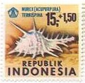 インドネシアの貝類　クロトゲホネガイ（Murex ternispina）