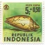 インドネシアの貝類　イナズマコオロギボラ（Noble Volute） 