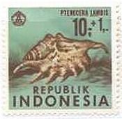 インドネシアの貝類　スイジガイ（Spider Conch）