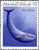 シロナガスクジラ