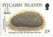 PITCAIRN諸島の珊瑚　（Montastrea､Acropora　coral　sticks）