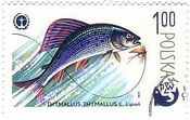 ポーランド・生物資源や環境保護（1979年）　カワヒメマス（Grayling、淡水魚）