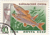 ロシア・バイカル湖の魚達（ソ連、1966年）　バイカル・シスコ（Baikal　Cisco、サケの仲間）