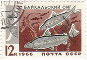 ロシア・バイカル湖の魚達（ソ連、1966年）　バイカル・ホワイトフィッシュ（Baikal whitefishサケ科コクチマス属の淡水魚）