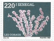 セネガルの珊瑚（サンゴ）