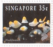 シンガポールのサンゴ（1994年）　サラサウミウシの仲間（Nudibranch）