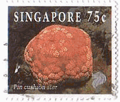 シンガポールのサンゴ（1994年）　マンジュウヒトデ(pin cushion sea star )