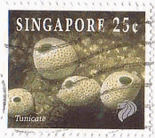 シンガポールのサンゴ（1994年）　チューニケイトtunicate(学名Tridedemnum solidum)