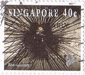 ラッパウニ（Flower sea urchin、シンガポール）