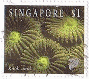 シンガポールのサンゴ（1994年）　ノブ珊瑚（KnobCoral）
