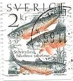イワナ（岩魚）の一種（スウェーデン、1985年）