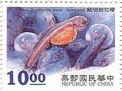 孵化したマスの稚魚（台湾）