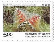 イバラカンザシ（台湾）　環形動物