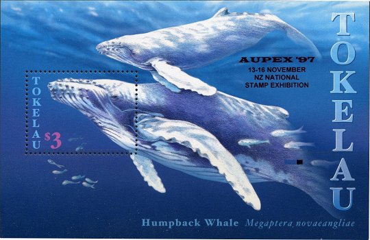 ザトウクジラ（座頭鯨・学名Megaptera novaeangliae）
