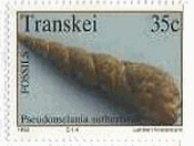 Pseudomelania sutherlandi　トランスカイ　貝の化石