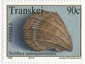Neithea quinquecostata　トランスカイ　貝の化石