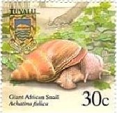 アフリカマイマイ（Giant African Snails、阿弗利加蝸牛）