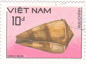 ベトナムの貝類　ヤナギシボリイモ Conus (Rhizoconus) miles 