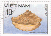 ベトナムの貝類　イボソデガイ Strombus lentiginosus