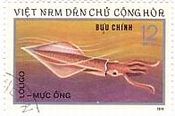 ジンドウイカ科イカ　Loligo chinensis 　ベトナム　1974年