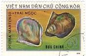 pteria martensil（ベトナム,1974年）　貝