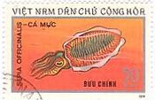ヨーロッパコウイカ　Sepia (Sepia) officinalis　ベトナム　1974年