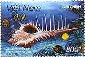 ベトナムの貝類　アクキガイの一種（Murex troscheli）